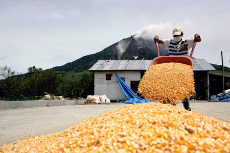 Penyuluh Milenial, Petani Jagung Karo Raih Harga Jual Lokal Tertinggi